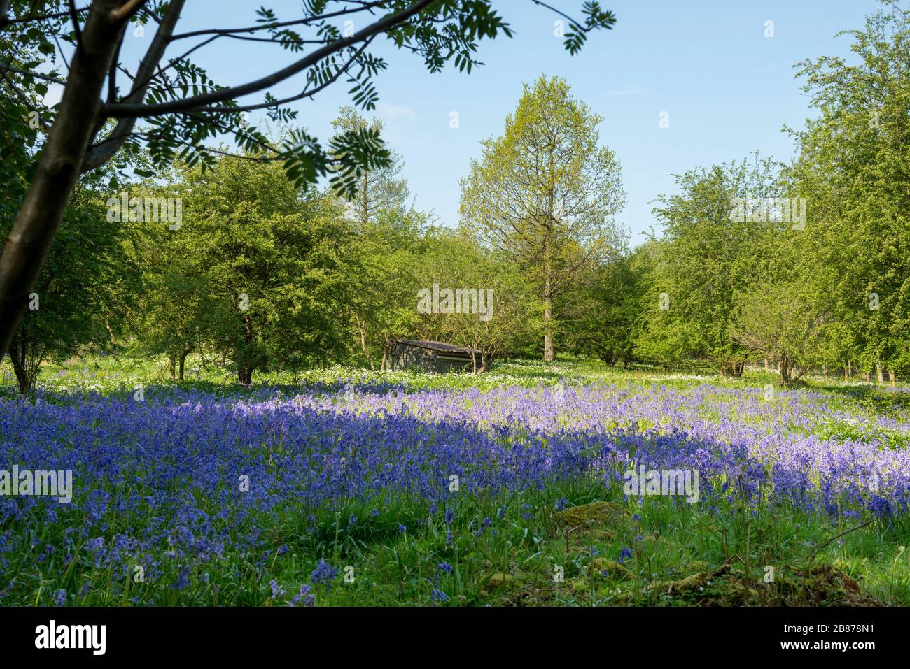 Ein Teppich aus Frühlingsläppchen in einer Lichtung in Ox Close Woods in East Keswick, einem lokalen Naturreservat Stockfoto