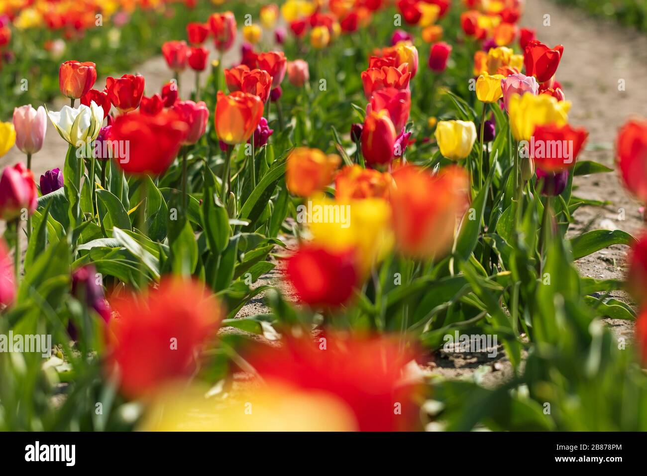 Buntes Tulpenfeld im Sonnenschein. Gelbe, rote, pinke und weiße Tulpen im Rücklicht, Deutschland. Fotos mit Hintergrundbeleuchtung Stockfoto