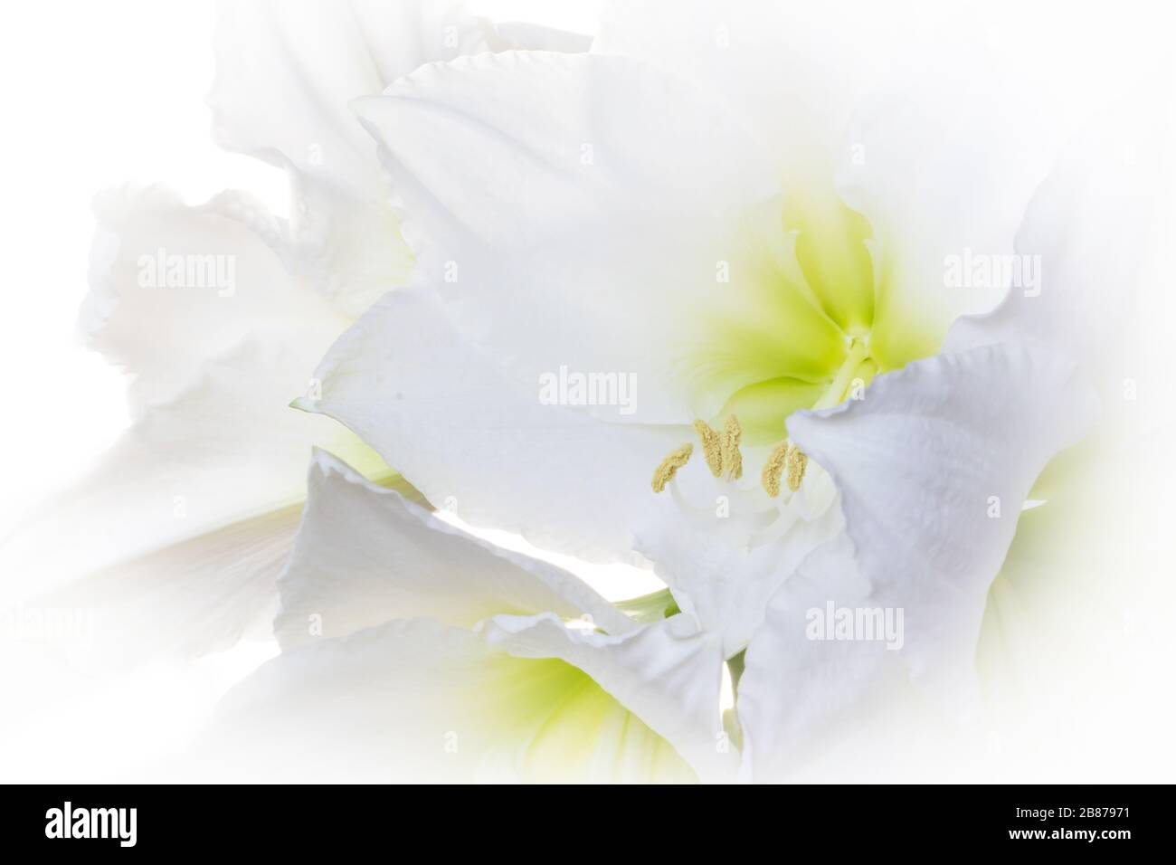 Traumhafte Blumenstrauß weiße Amaryllis (Amaryllidaceen, Hippeastrum). Deutschland hintergrundbeleuchtete Fotografie Stockfoto