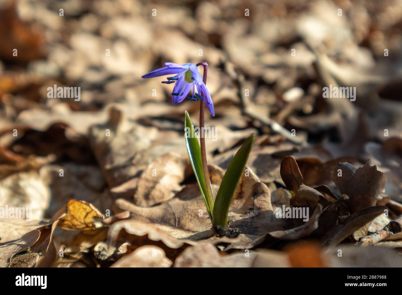 Blue scilla wilde Schneetropfen blühen Frühlingsblumen Naturmakro im Wald. Schöne romantische Frühlings-Foto Nahaufnahme wilde Natur Stockfoto