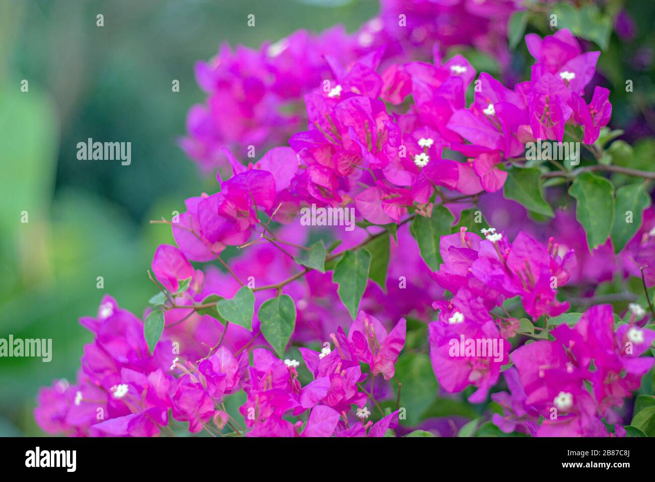 Lila Bougainvillea Blume auf Gartenhintergrund Stockfoto