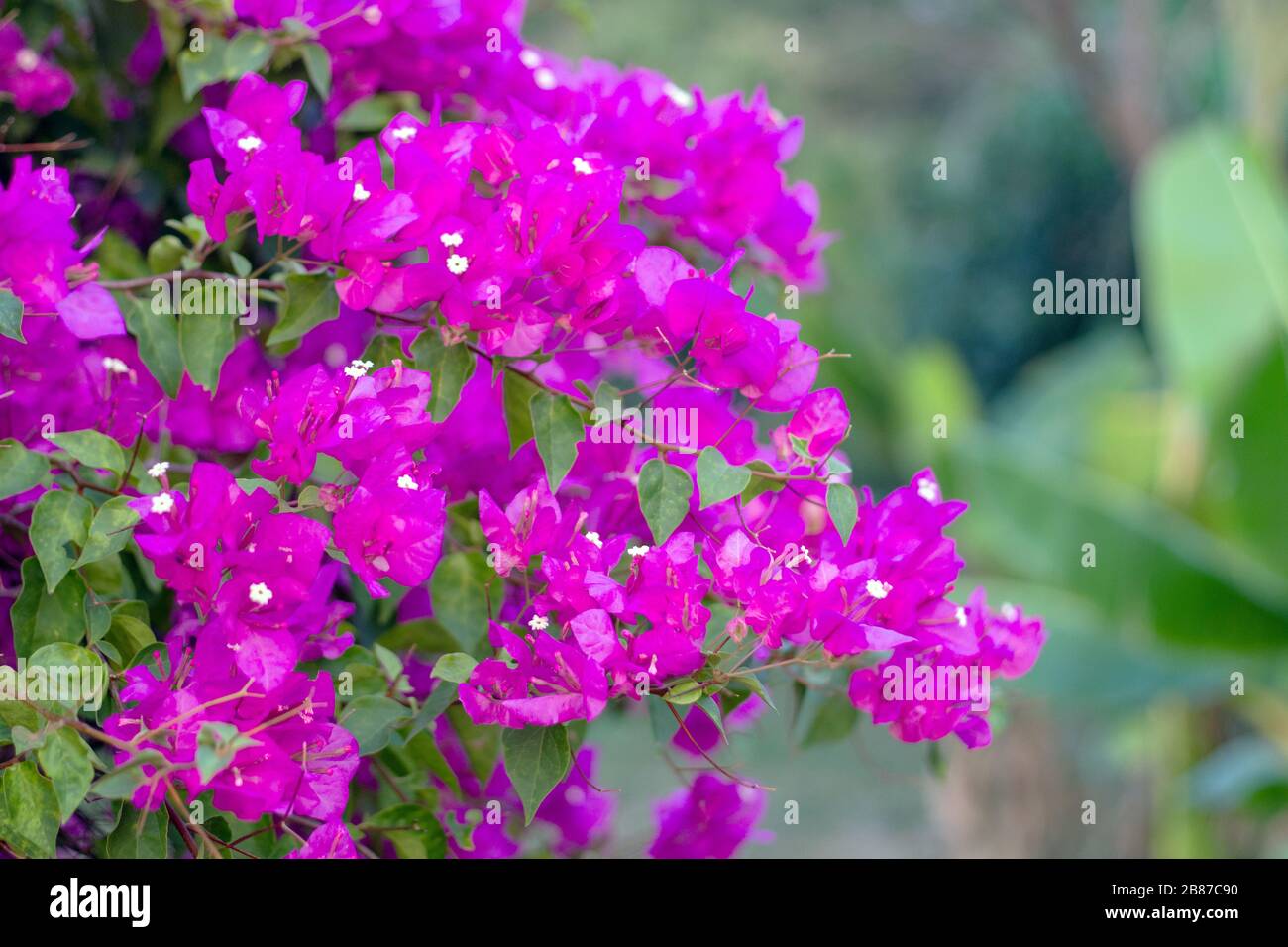 Lila Bougainvillea Blume auf Gartenhintergrund Stockfoto