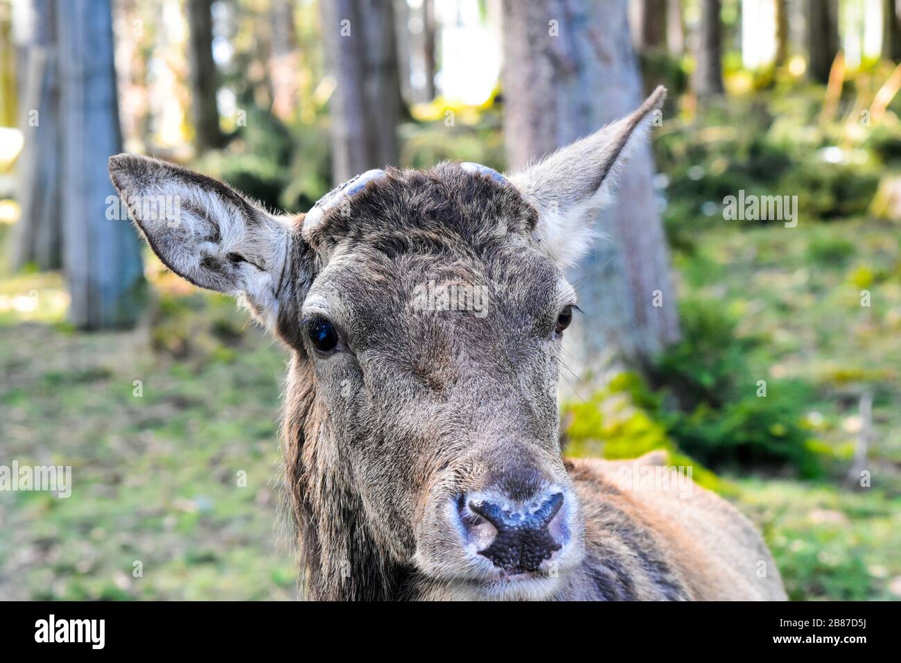 Kräftiger männlicher Rotwildkopf. Stockfoto