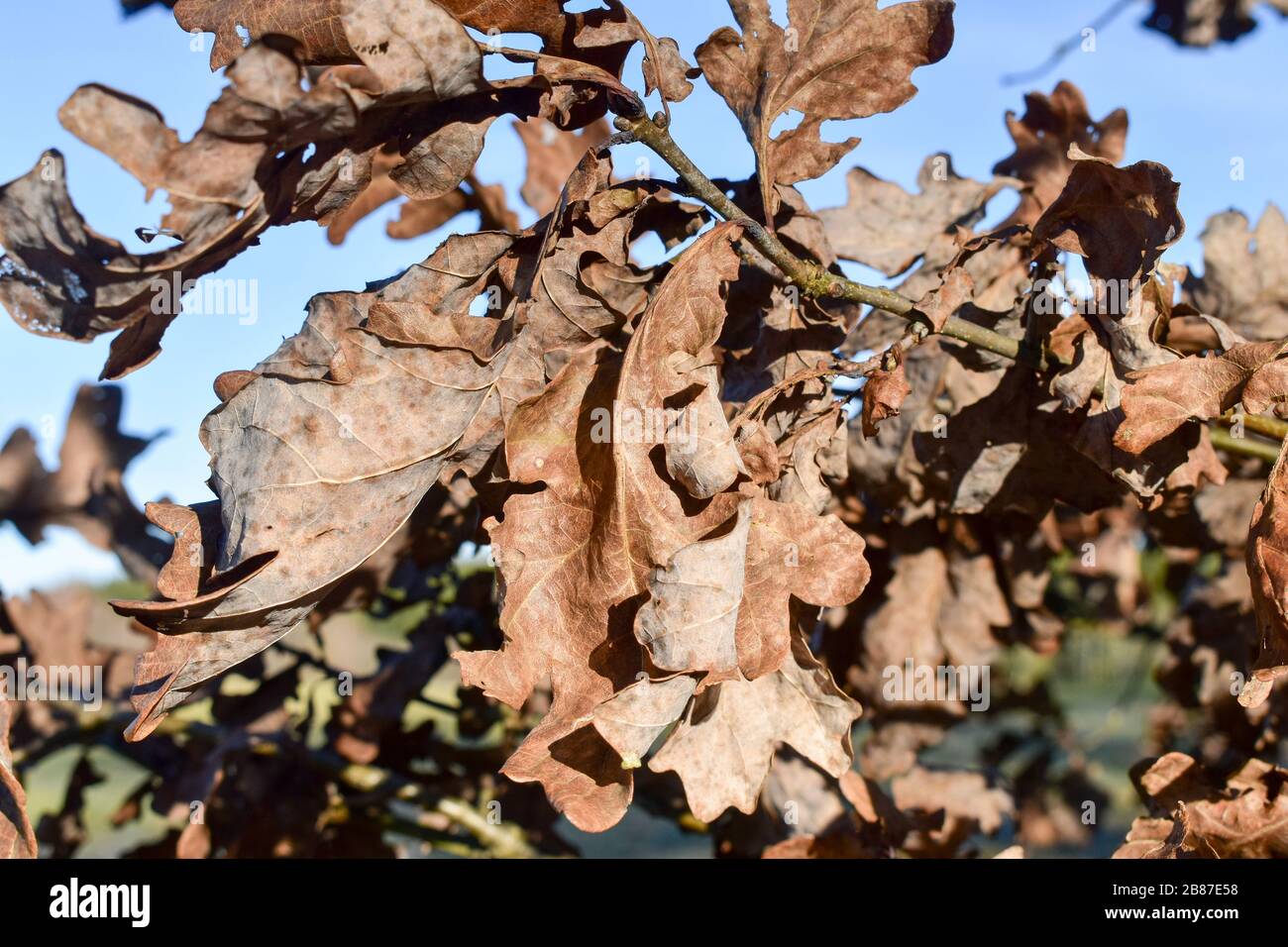 Eiche verlässt im Winter. Stockfoto