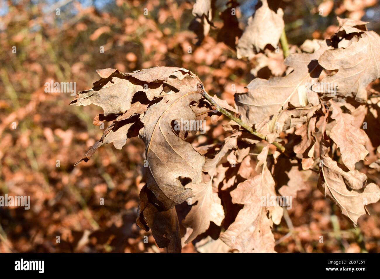 Eiche verlässt im Winter. Stockfoto