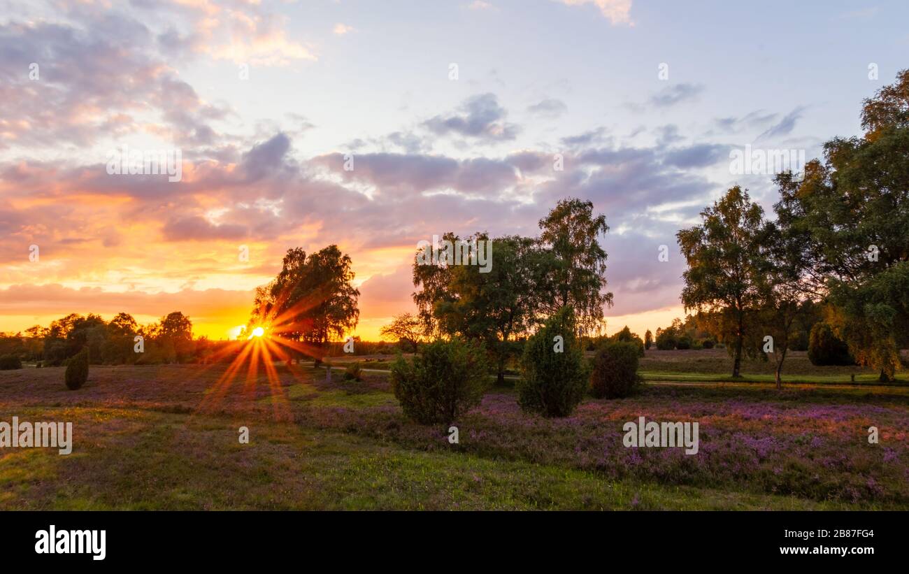 Schöner Sonnenuntergang bei der Heideblüte im Naturpark (Naturreservat) Heide, Norddeutschland. Schöner Sonnenuntergang während der he Stockfoto