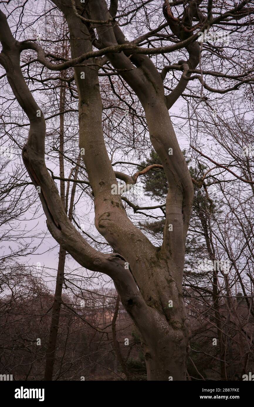 Gruselige unheimliche Bäume gegen einen getrübten Himmel, Seaton Park Stockfoto