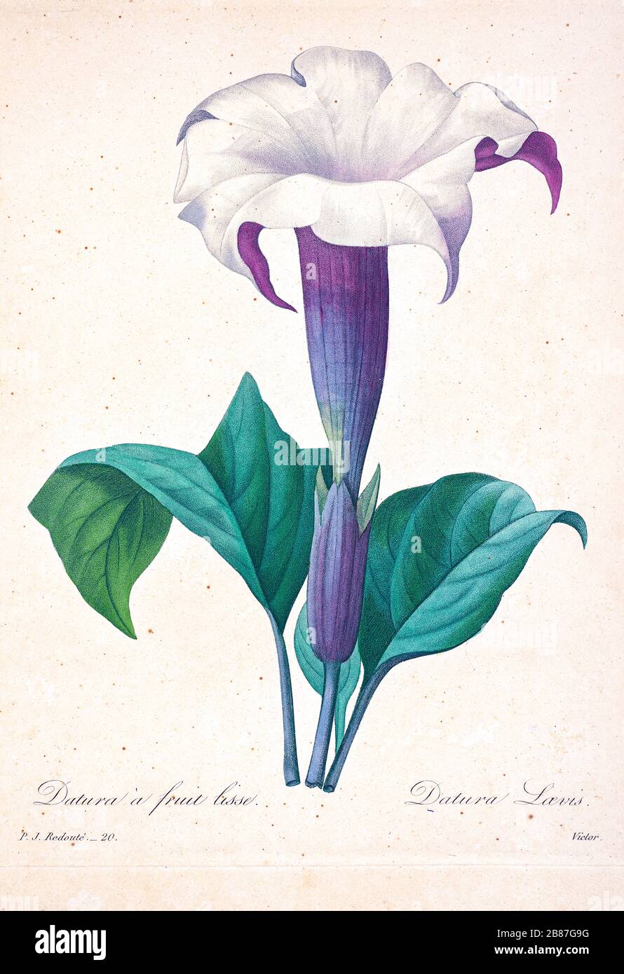 Handgemalte Gravurgravur des 19. Jahrhunderts illustriert ein Datura stramonium, [hier als Datura laevis] AKA Jimsonweed (Jimson Weed) oder Devil's Snare Flower, von Pierre-Joseph Redoute. Herausgegeben in Choix des Plus Belles Fleurs, Paris (186). Von Redouté, Pierre Joseph, 1759-1840.; Chapuis, Jean Baptiste.; Ernest Panckoucke.; Langois, Dr.; Bessin, R.; Victor, fl. CA. 1820-1850. Stockfoto