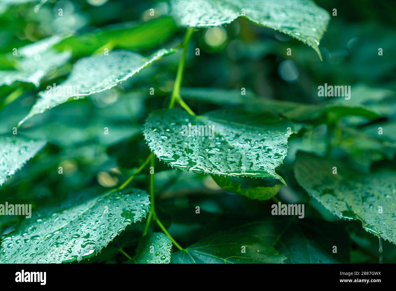 Nahaufnahme von feuchten grünen Blättern nach einem Sommerregen. Reinheitskonzept, Ruhe und Entspannung. Stockfoto