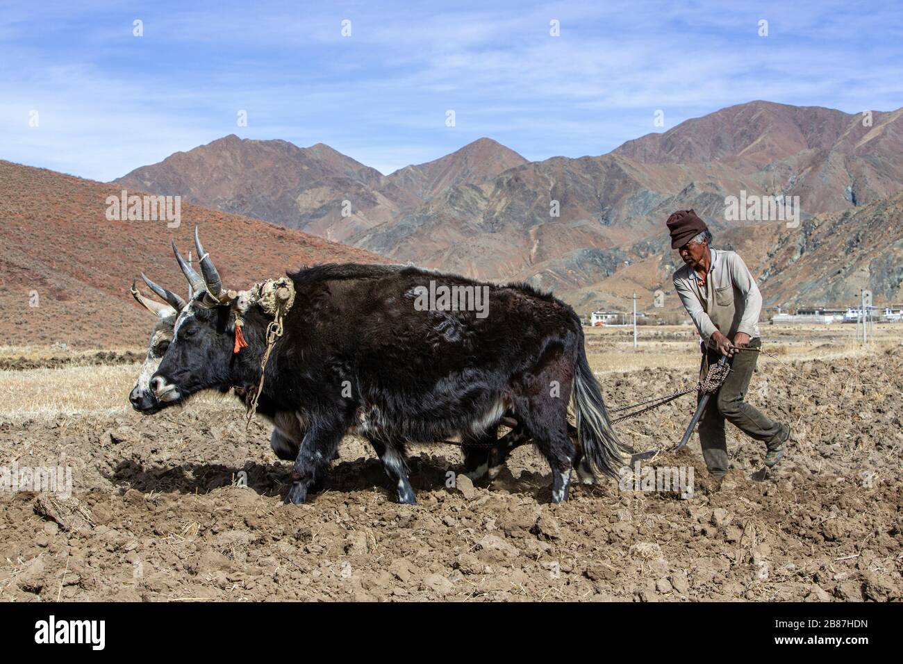 Bauer pflügt Felder in der Nähe von Ja Dorf, Shigatse, Tibet Stockfoto