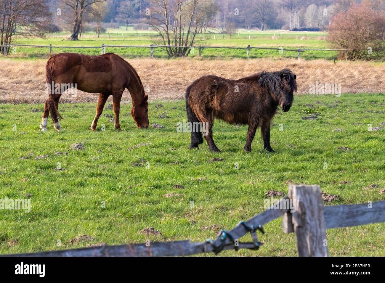 Zwei Pferde auf der Weide, lüneburgische Heide, Norddeutschland. Zwei Pferde auf der Weide, Lülebburger Heide, Norddeutschland. Stockfoto