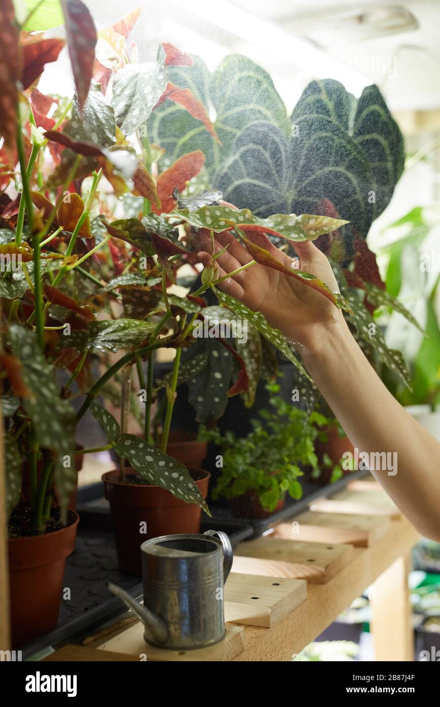 Nahaufnahme der Blumenhändler, die ihre schönen dekorativen Pflanzen auf dem Regal im Laden betrachtet Stockfoto