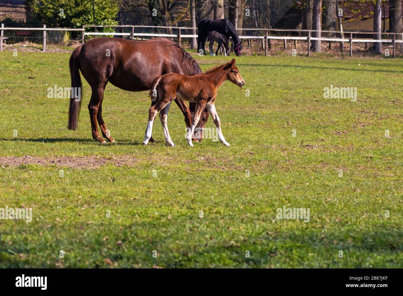 Stuten mit Fohlen auf der Weide, in der Norddeutschen Heide. Stolen mit Fohlen auf der Weide, Lülebburger Heide, Norddeutschland. Stockfoto