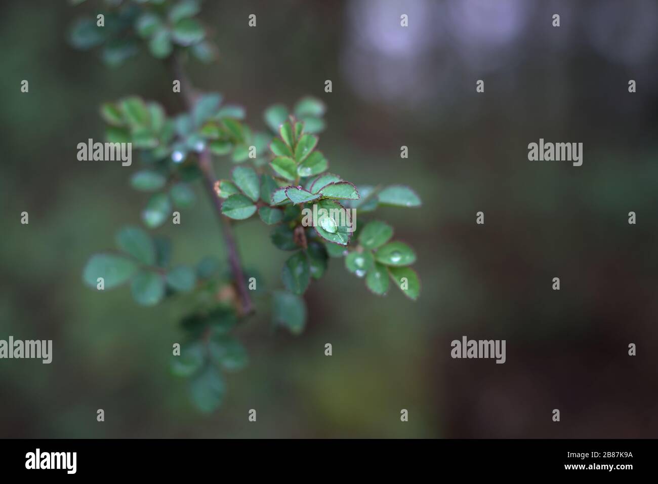 Nahaufnahme der ersten Federblätter, grün mit roten Rändern, mit Wassertropfen und Hintergrundbokeh außerhalb des Fokus Stockfoto