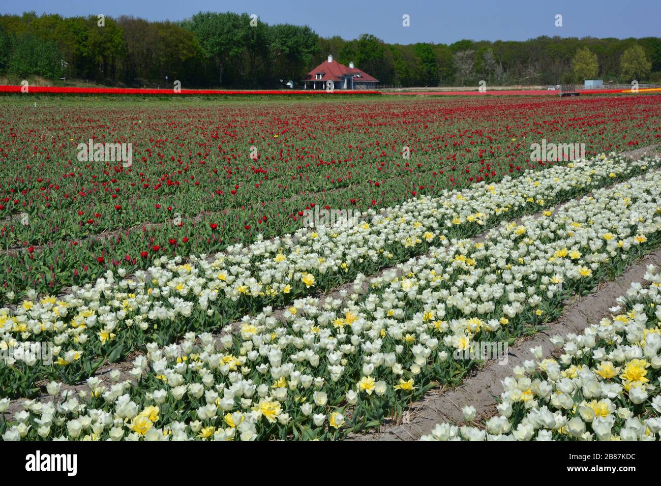 Lisse, die Netherlands-Mai 2019: Blick auf das Feld der leuchtend roten, gelben und weißen Tulpen in langen Reihen im Frühjahr Stockfoto