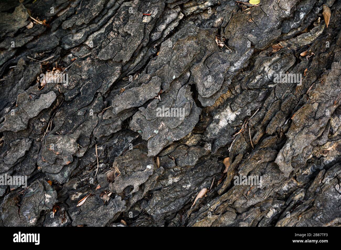 Verwitterte Textur Holzrinde auf großem Baumhintergrund Stockfoto