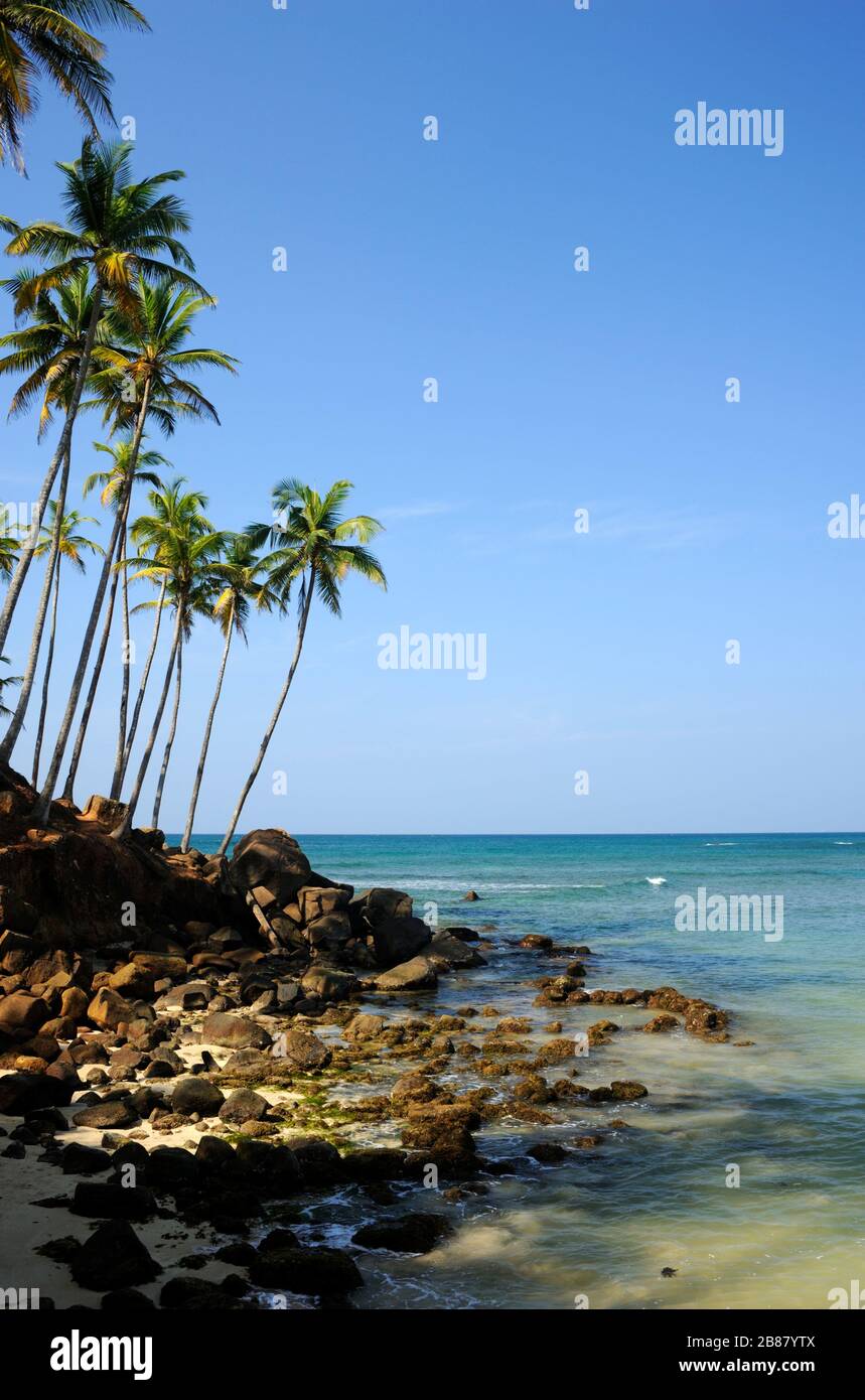 Sri Lanka, Mirissa, Kokosbaumhügel Stockfoto