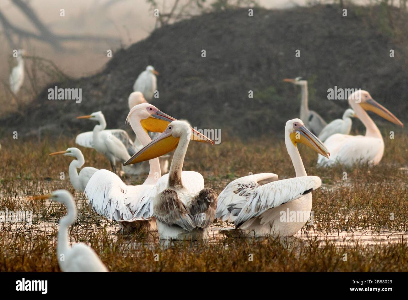 Pelicans in Bharatpur Stockfoto