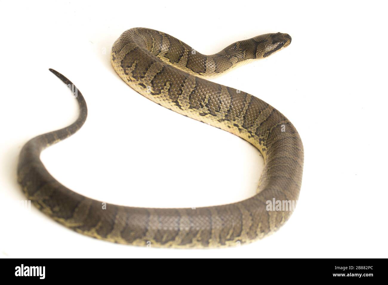 Gewöhnliche baufelgesichtige Wasserschlange (Homalopsis buccata), gebänderte Wasserschlange oder gebänderte, auf weißem Grund abgegrenzte, puffgesichtige Wasserschlange Stockfoto