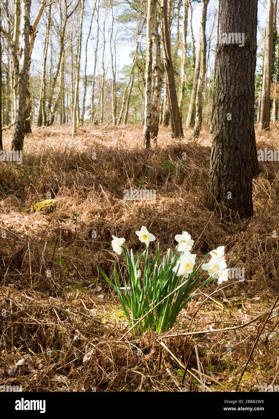 Narzissen wachsen im Wald auf dem Sandringham Estate, Norfolk, Großbritannien Stockfoto