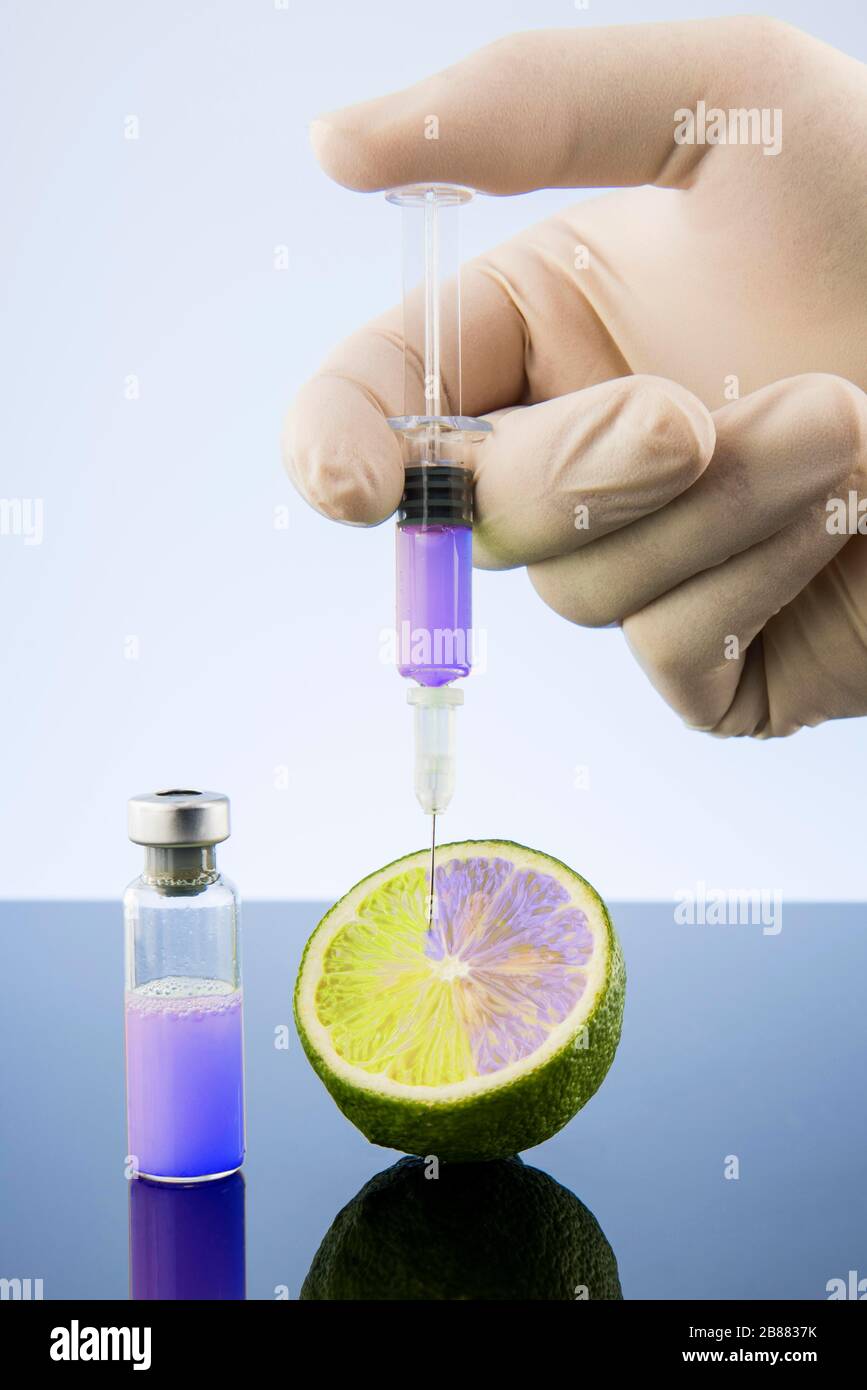 FOTOMONTAGE, Flüssigkeit wird in eine Zitrusfrucht injiziert, Symbolbild genetische Manipulation, Österreich Stockfoto