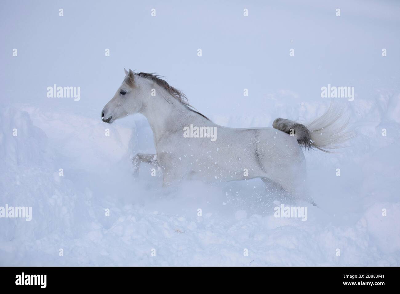 Reinrassige arabische graue Stute tröstt durch den Tiefschnee, in Tyrol, Österreich Stockfoto