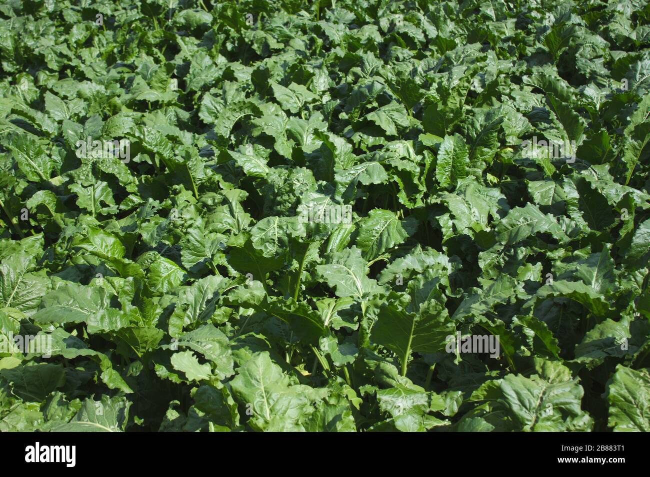 Das Bild zeigt das Feld Zuckerrüben im Sommer Stockfoto