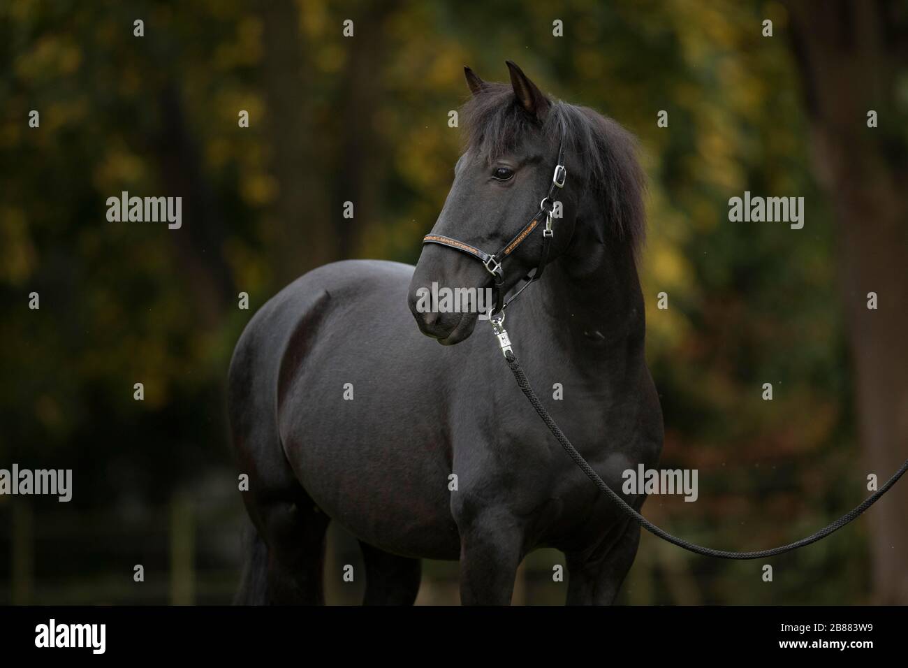 Pura Raza Espanola schwarzes Pferd im Herbst, Traventhal, Deutschland Stockfoto