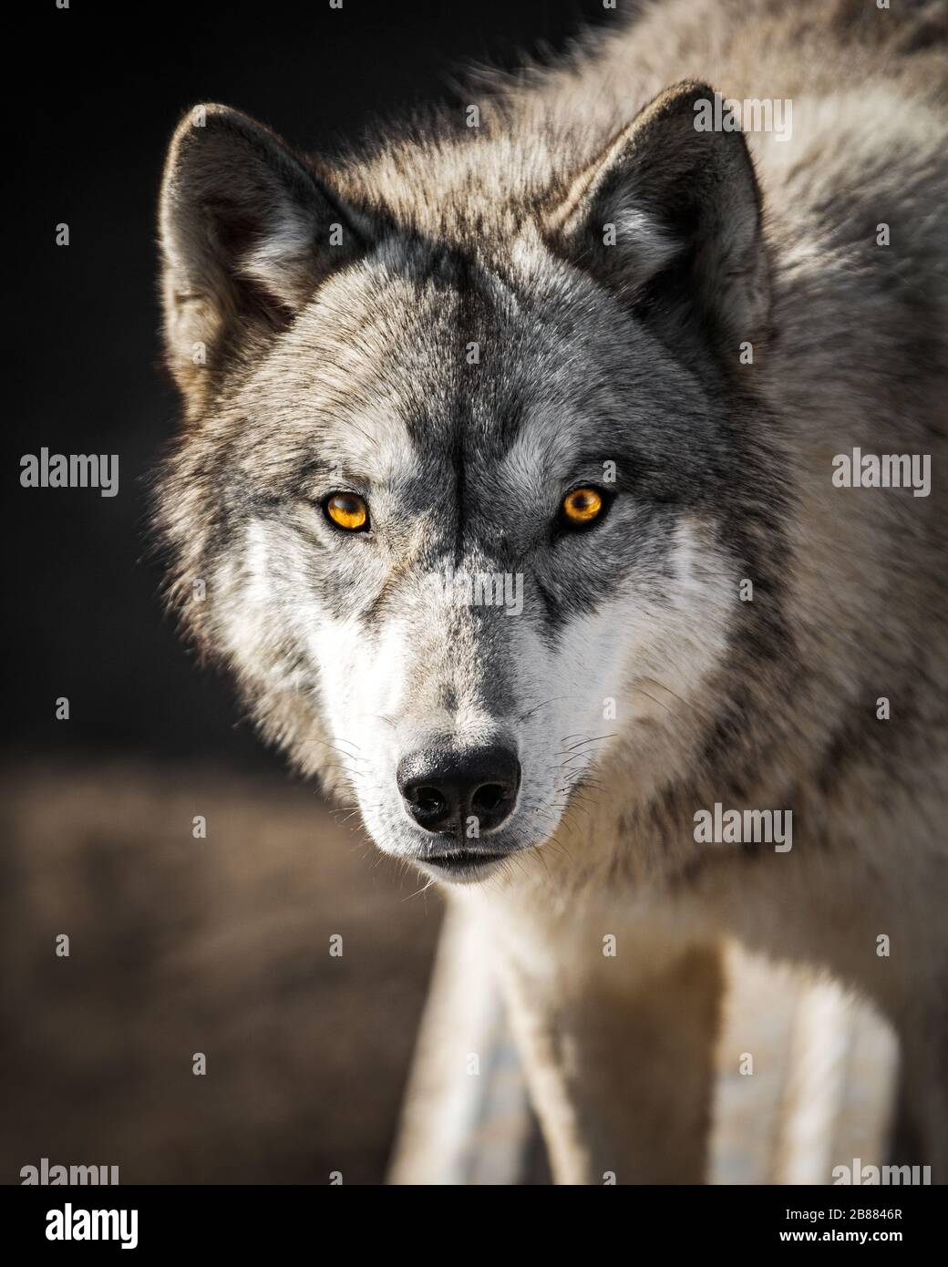 Starrend in die gelben Mitgliedsaugen eines männlichen Wolf-Tier-Porträts und Wildleben-Wintergartens Stockfoto