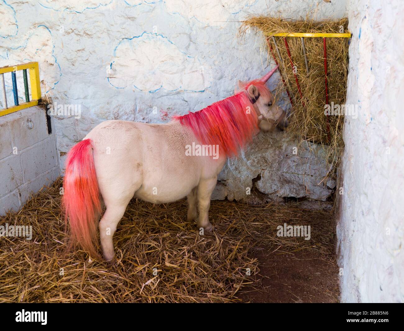 Pony als Einhorn verkleidet im Miniatur-Pony-Center, Dartmoor, Devon, Großbritannien Stockfoto