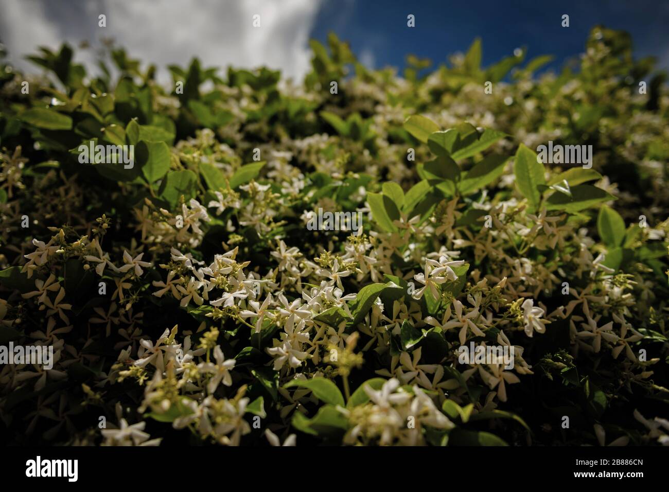 Wand mit Jasmin-Hecke und verschwommener Himmel im Hintergrund Stockfoto