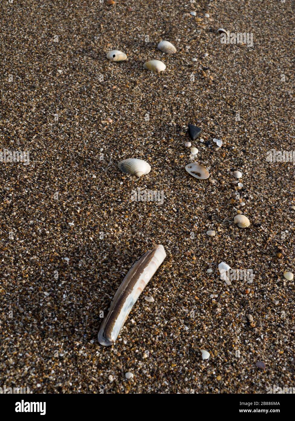 Am Ufer des Sandilands Beach, Lincoln, Großbritannien, wuchsen Seashells Stockfoto