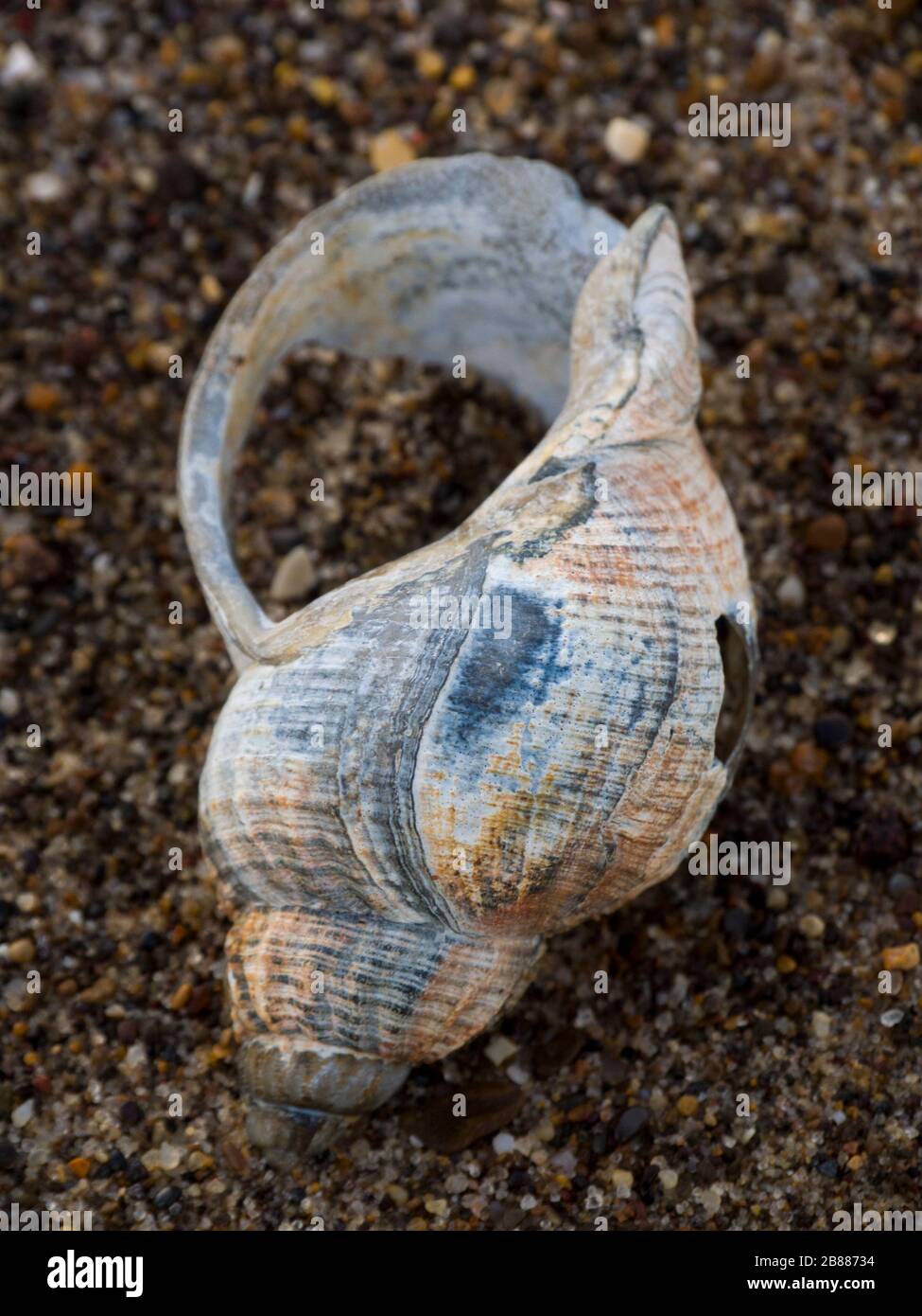 Seashell wurde am Strand von Sandilands, Lincoln, Großbritannien, gewaschen Stockfoto