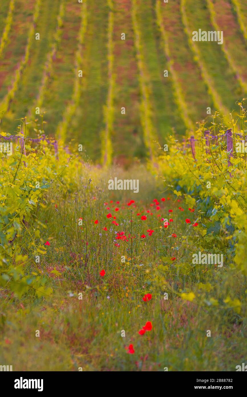Weinberg auf toskanischen Hügeln mit blühenden Mohn, Italien Stockfoto