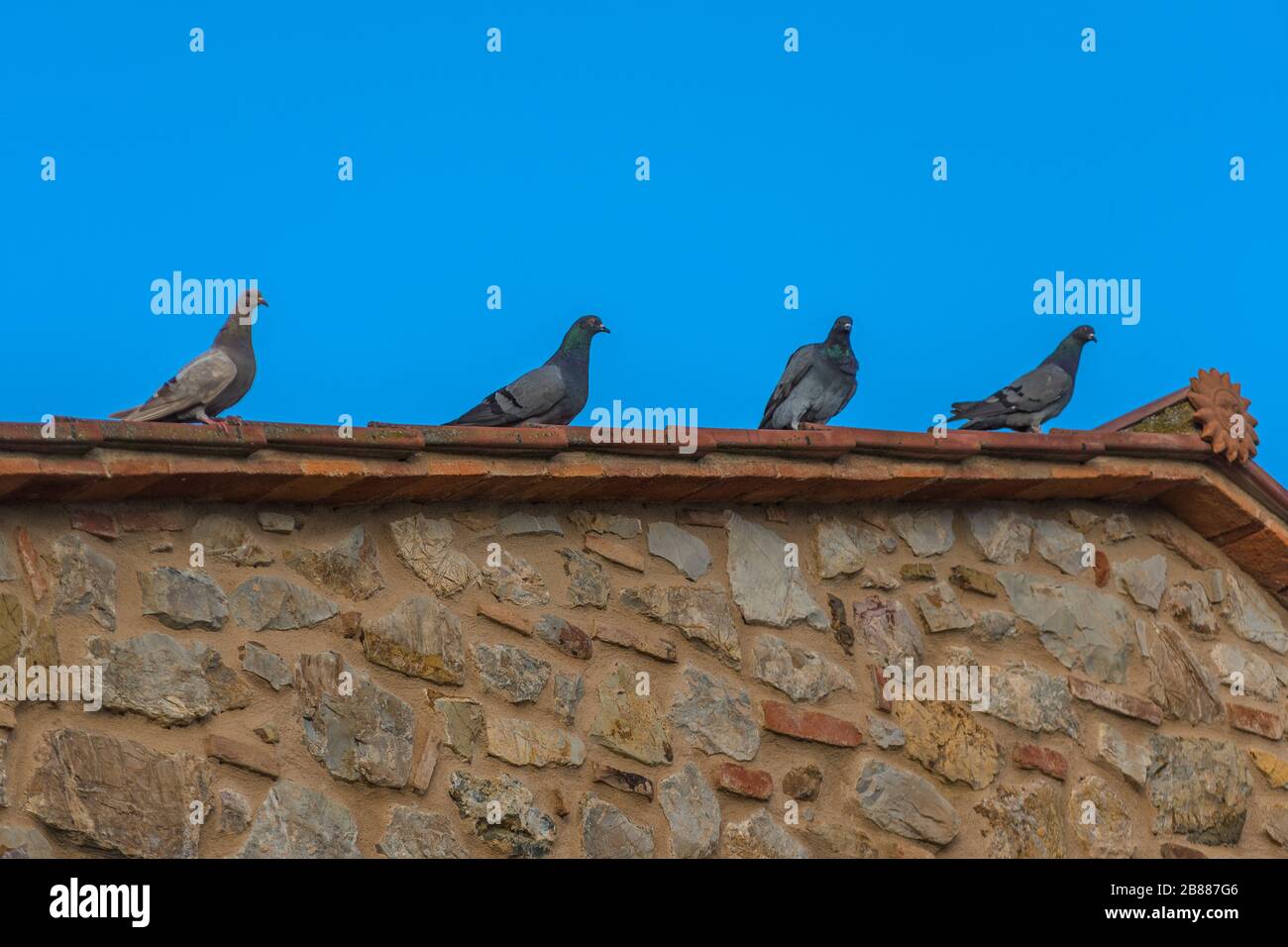 Vier Tauben hintereinander auf dem Dach eines Hauses in der toskanischen Landschaft, lustiger Moment Stockfoto