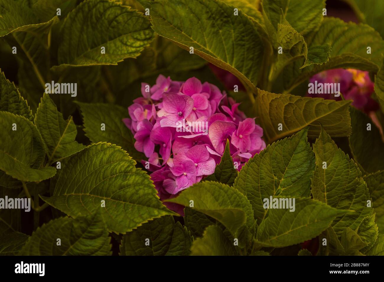 Rosa Hortensia, Detail der von Blättern umgebenen Blumen Stockfoto