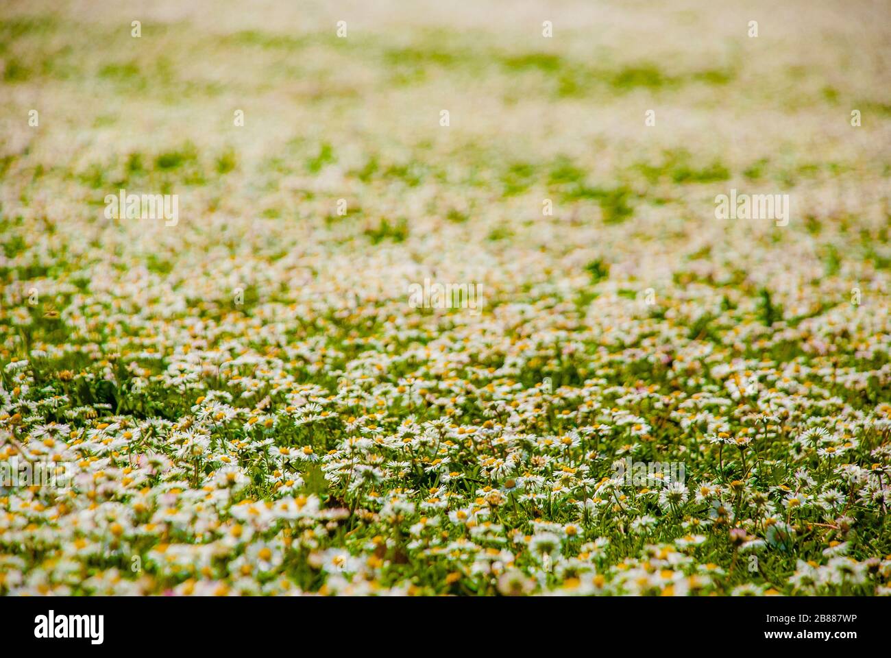 Feld voller blühender Gänseblümchen im Frühling, verträumte und bildliche Atmosphäre Stockfoto