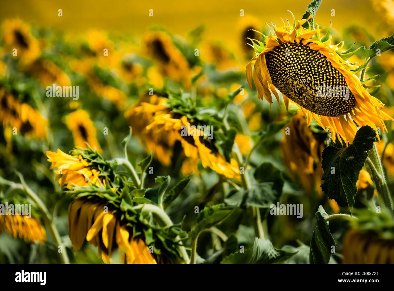 Feld der aufblühenden Sonnenblumen, Detail des Infloreszents einer Blüte Stockfoto