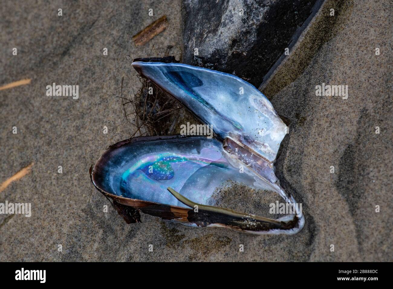 Beach Shell Stockfoto