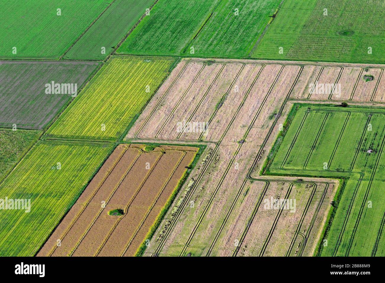 Luftbild über Ackerland mit Traktorbahnen in landwirtschaftlichen Parzellen/Parzellen mit Getreideanbau und Weizenfeldern/Maisfeldern im Sommer Stockfoto