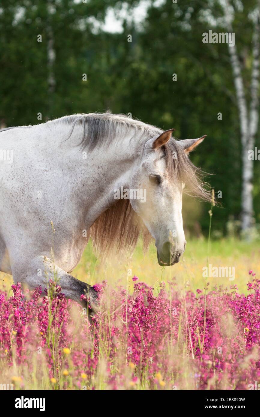 Graues andalusisches Pferd, das im gren Feld mit violetten Blumen spazieren geht und isst. Tierporträt. Stockfoto