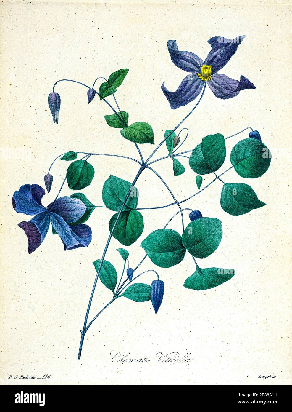 Handbemalte Gravurgravur aus dem 19. Jahrhundert illustriert eine Clematis viticella, die italienische Lederblume, lila Clematis oder "Jungfernbauch", ist eine blühende Pflanze in der Familie der Butterbecher, sie ist in Europa heimisch. Von Pierre-Joseph Redoute. Herausgegeben in Choix des Plus Belles Fleurs, Paris (186). Von Redouté, Pierre Joseph, 1759-1840.; Chapuis, Jean Baptiste.; Ernest Panckoucke.; Langois, Dr.; Bessin, R.; Victor, fl. CA. 1820-1850. Stockfoto