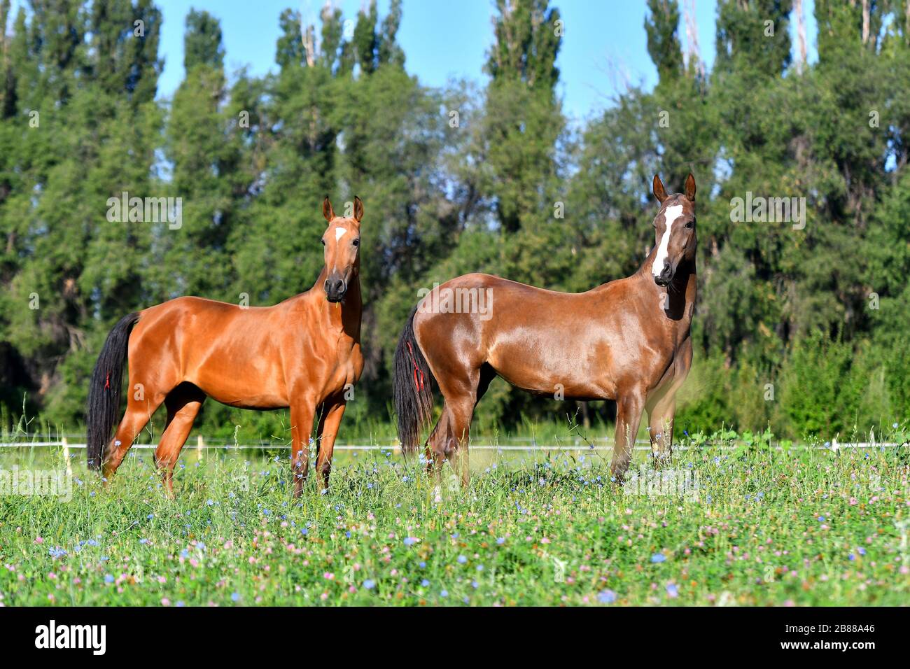 Zwei akhal-teke züchten Pferde, Bucht und Kastanie, die frei auf dem Feld stehen. Tierporträt. Stockfoto