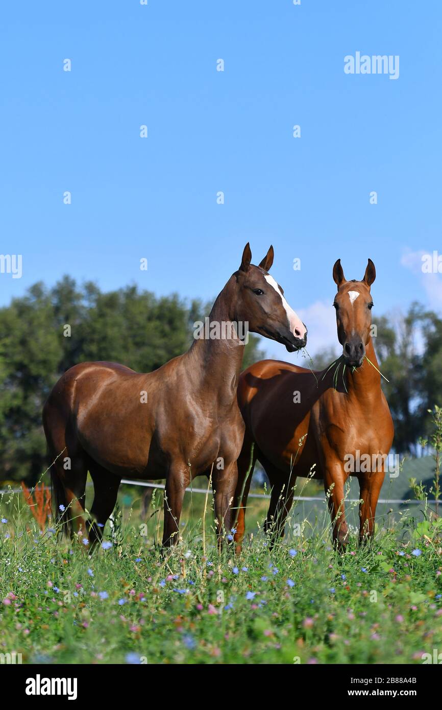 Zwei akhal-teke züchten Pferde, Bucht und Kastanie, die frei auf dem Feld stehen. Tierporträt. Stockfoto