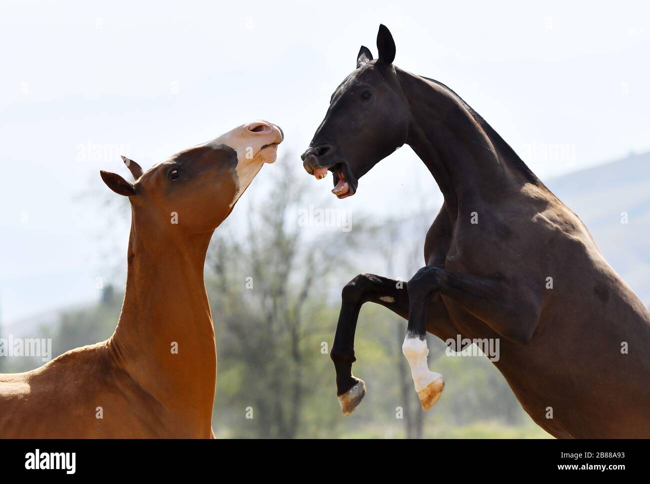 Zwei junge akhal-teke-Rassehengste kämpfen, züchten und beißen sich. Tierporträt. Stockfoto