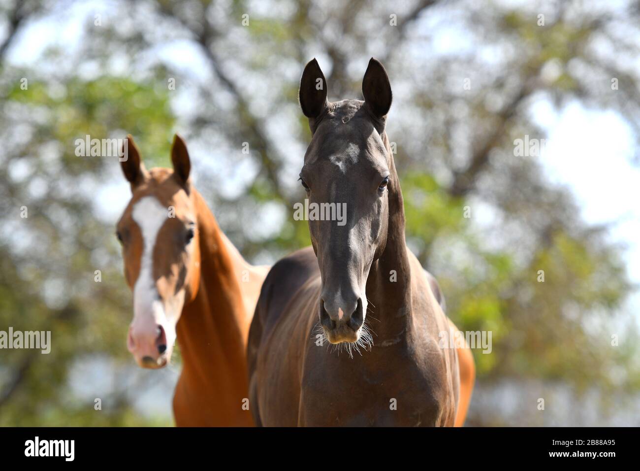 Zwei akhal Teke-Pferde, Bucht und Kastanie, mit großem Interesse in die Kamera blicken. Tierporträt. Stockfoto