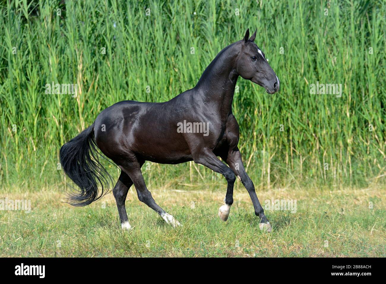 Schwarze akhal-teke brüten Pferd läuft auf dem Feld in der Nähe von langem Wassergras. Stockfoto