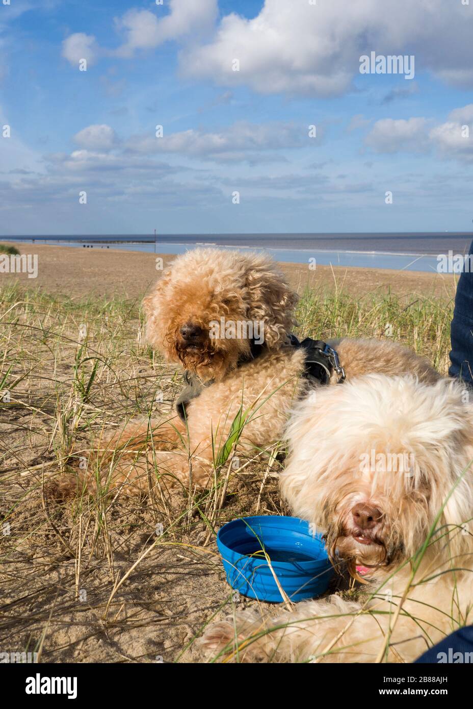 Zwei Hunde am Strand, Mablethorpe, Lincoln, Großbritannien Stockfoto