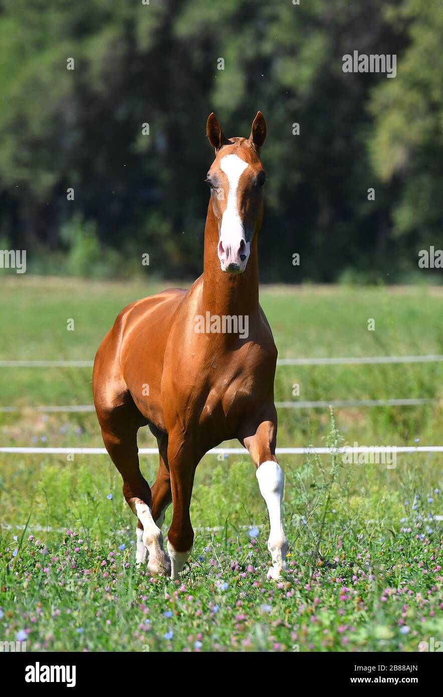 kastanien-akhal-Teke-Hengst mit weißer Flamme auf dem Kopf, der im Trab in der grünen Sommerweide nach vorne läuft. Tierporträt. Stockfoto