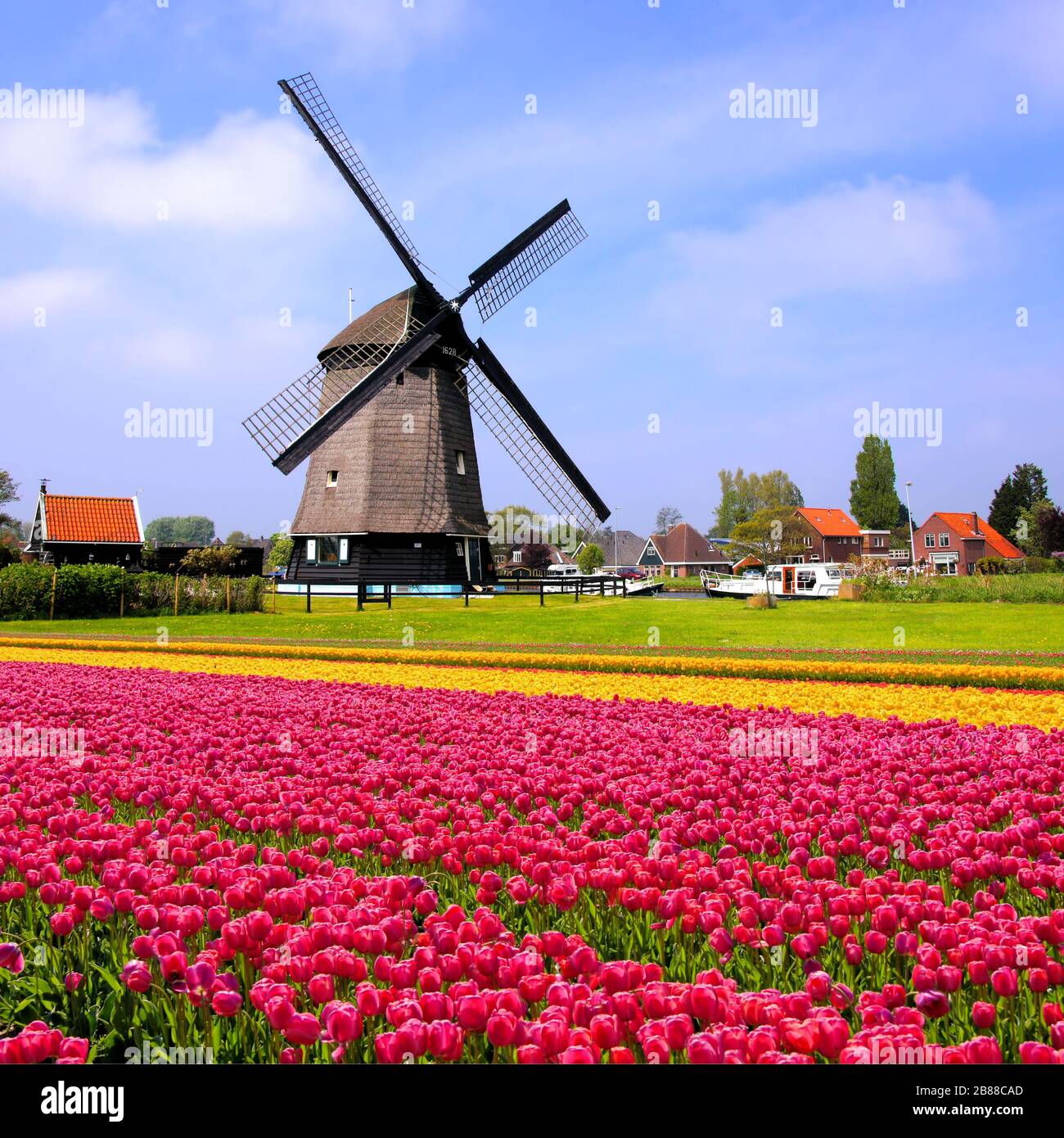 Bunte Frühlings-Tulpen mit Windmühle, Niederlande Stockfoto